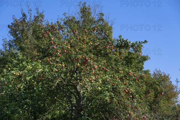Ripe apples (Malus) on a tree, Mecklenburg-Western Pomerania, Germany