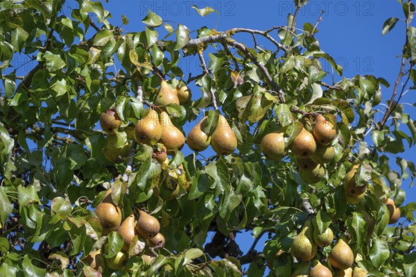 Ripe pears (Pyrus) on a tree, blue sky, Othenstorf, Mecklenburg-Western Pomerania, Germany