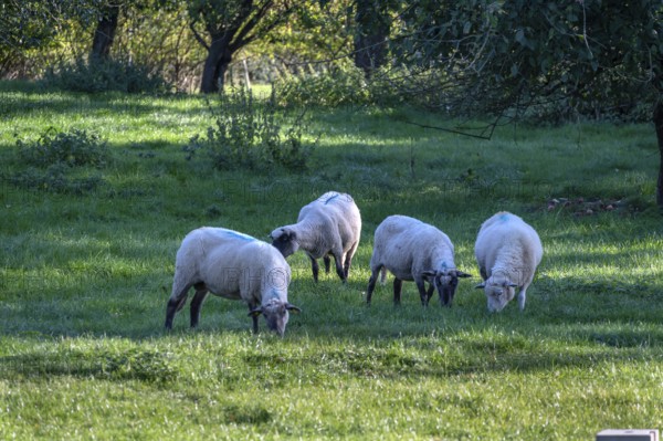 Sheep (Ovis gmelini) on an orchard, Othenstorf, Mecklenburg-Western Pomerania, Germany