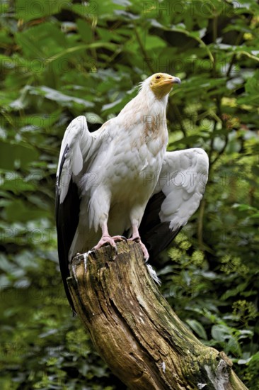 Dirty vulture (Neophron percnopterus) sitting on tree stump, captive, Switzerland
