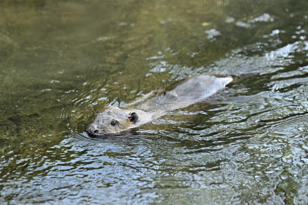 Eurasian beaver, European beaver (Castor fiber), swimming in a stream, Canton of Zug, Switzerland