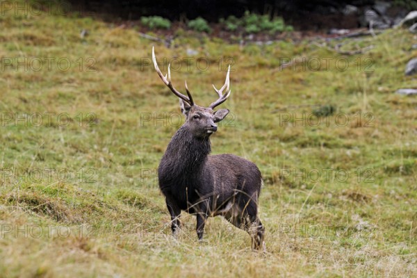 Sika deer (Cervus nippon) standing in meadow, Parc de Merlet, Chamonix-Mont-Blanc, Haute-Savoie, France