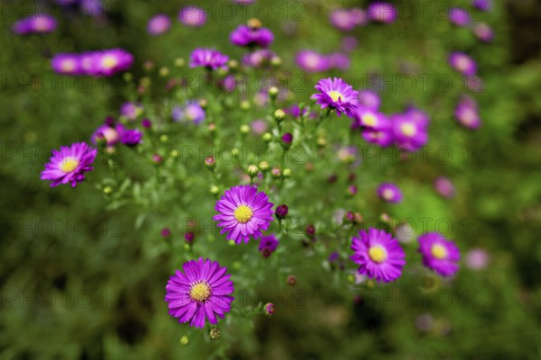 Alpine aster (Aster alpinus), blooming, Chamonix, France