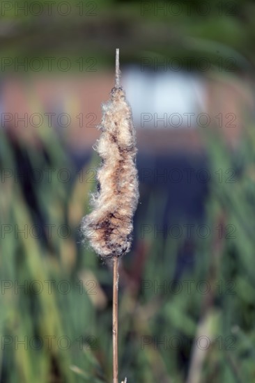 Faded cattail (Typha), in a pond, Othenstorf, Mecklenburg-Western Pomerania, Germany