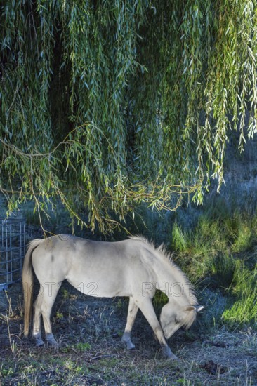 Horse, mold under a willow tree (Salix), Othenstorf, Mecklenburg-Western Pomerania, Germany