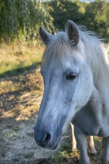 Horse, portrait of a mold in the pasture, Othenstorf, Mecklenburg-Western Pomerania, Germany