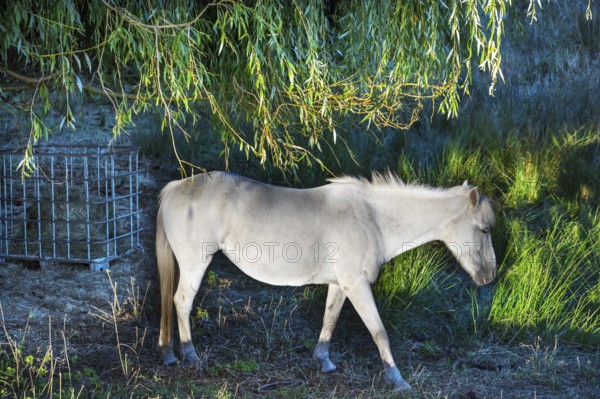 White mare grazing in reeds, Othenstorf, Mecklenburg-Western Pomerania, Germany