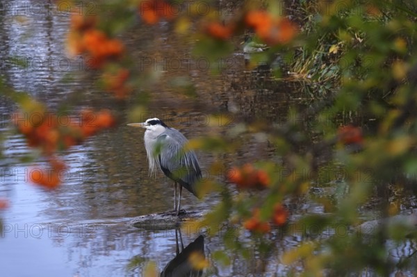 Grey heron, autumn, Germany