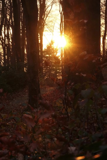Forest on a November evening, sunset, autumn, Germany