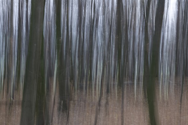 Forest in November, abstracted, blurring, autumn, Germany