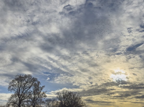 In the center of the image, cluster clouds Cumulus mediocris with moderate vertical extension and partly linear wave-like structures Undulatus in the lower half of the image Sun shines through Altostratus translucidus, international