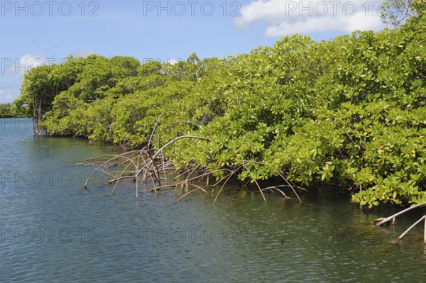 Densely growing black mangrove (Avicennia germinans) in the mangrove ecosystem mangrove roots grow in brackish water salt water, Caribbean, Tyrrel Bay, Carriacou, Grenada, Grenadines archipelago, Lesser Antilles