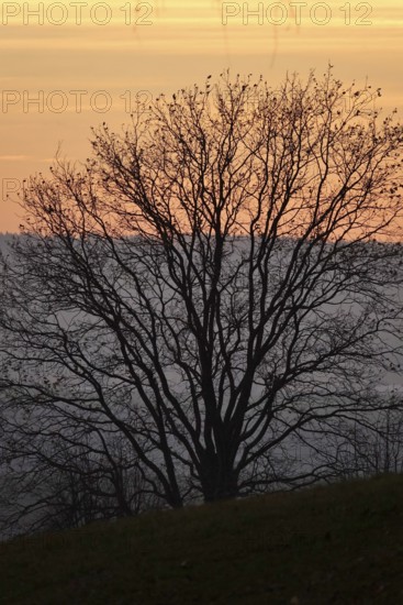 Landscape on an evening in autumn, November, Germany