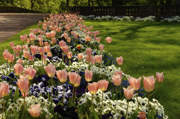 Garden tulips (Tulipa gesneriana), tulip bed, pansies in between, garden pansies (Viola wittrockiana)