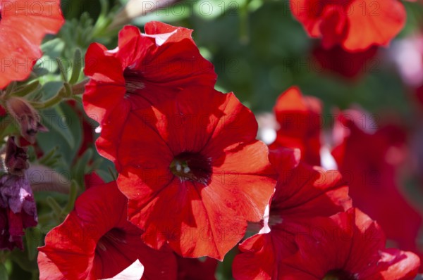 Garden petunia, hanging petunia (Petunia atkinsiana)
