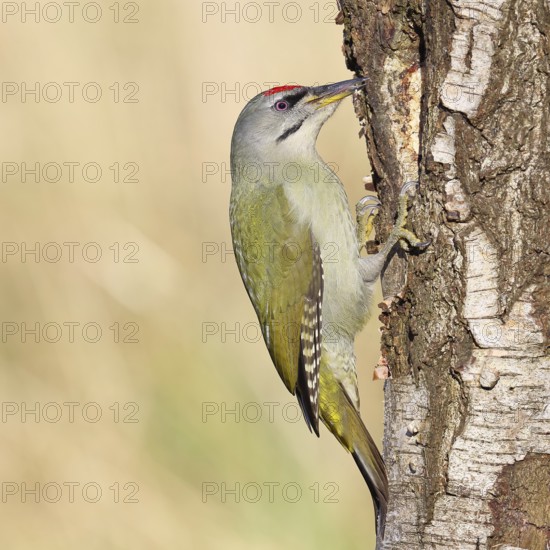 Grey woodpecker (Picus canus), male sitting on the trunk of a grey birch tree (Betula populifolia), wildlife, woodpeckers, birds, nature photography, Wilnsdorf, North Rhine-Westphalia, Germany