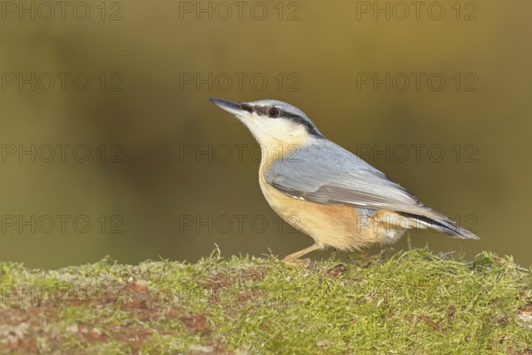 Nuthatch (Sitta europaea) sitting on a tree root covered with moss, Wilnsdorf, North Rhine-Westphalia, Germany