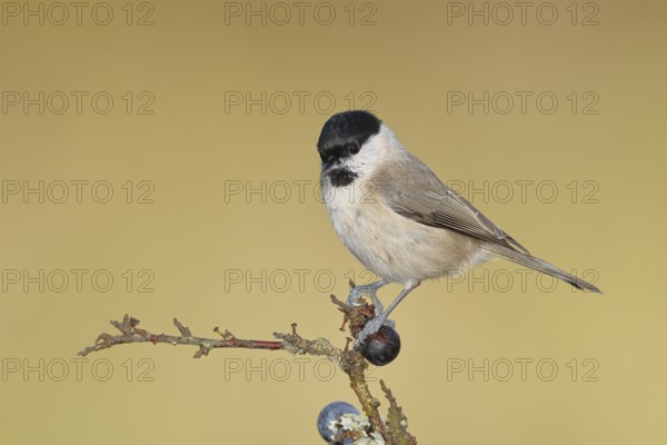 Swamp tit, (Parus palustris), sitting on a branch in a blackthorn bush, (Prunus spinosa), sloes, with ripe fruit, autumn, wildlife, animals, tit family, songbird, birds, Wilnsdorf, North Rhine-Westphalia, Germany