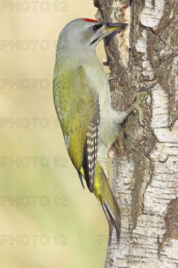Grey woodpecker (Picus canus), male sitting on the trunk of a grey birch tree (Betula populifolia), wildlife, woodpeckers, birds, nature photography, Wilnsdorf, North Rhine-Westphalia, Germany