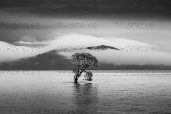 A single tree in Lake Taupo. Waikato, North Island, New Zealand