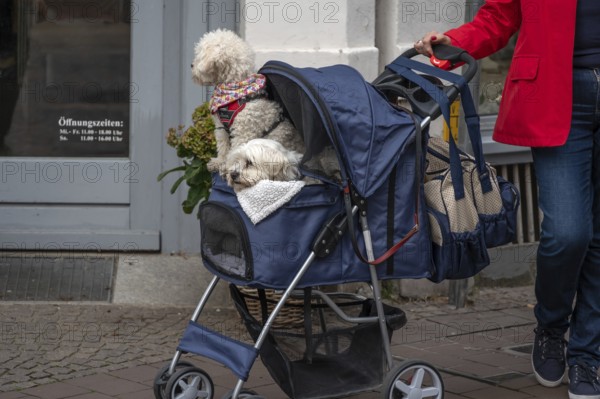 Two dogs are taken for a walk in a stroller, Hanseatic City of LÃ¼beck, Schleswig-Holstein, Germany
