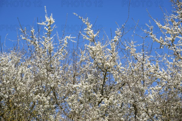 Blackthorn (Prunus spinosa) bushes flowering on a meadow in spring on a sunny day, Bavaria, Germany