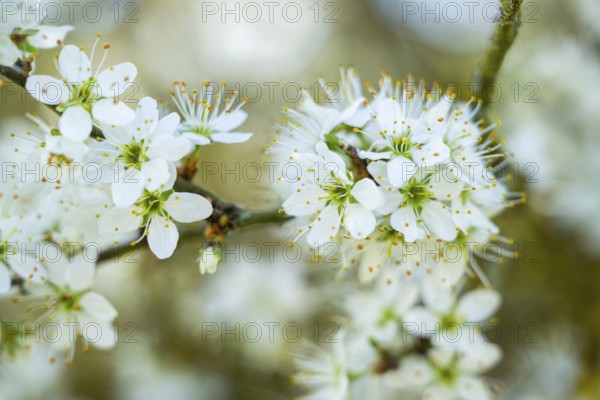 Blackthorn (Prunus spinosa) Blossoms flowering in spring, Bavaria, Germany, Europe, Helena, Neumarkt in der Oberpfalz, Bayern, Deutschland