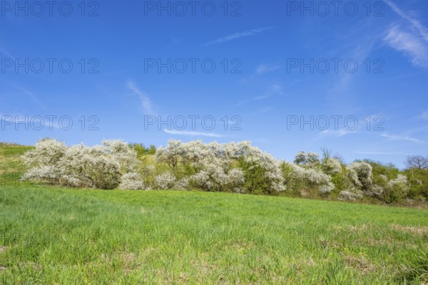 Blackthorn (Prunus spinosa) bushes flowering on a meadow in spring on a sunny day, Bavaria, Germany, Europe, Helena, Neumarkt in der Oberpfalz, Bayern, Deutschland