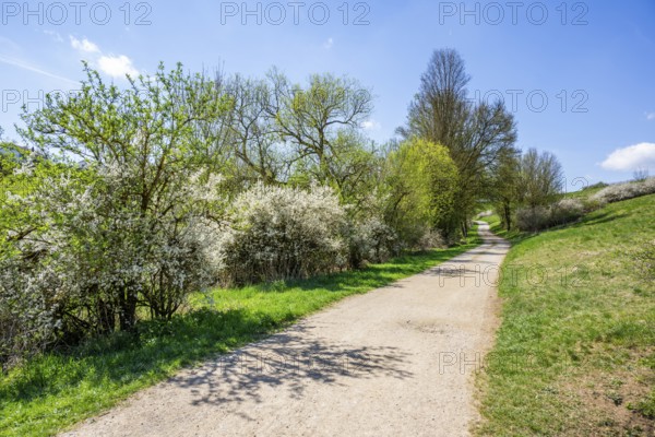 Blackthorn (Prunus spinosa) bushes flowering beside a little road in spring on a sunny day, Bavaria, Germany, Europe, Helena, Neumarkt in der Oberpfalz, Bayern, Deutschland