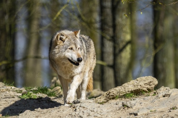 Eastern wolf (Canis lupus lycaon) standing on a little hill, Bavaria, Germany
