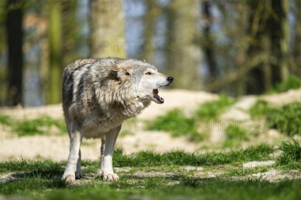 Eastern wolf (Canis lupus lycaon) standing on a meadow, Bavaria, Germany