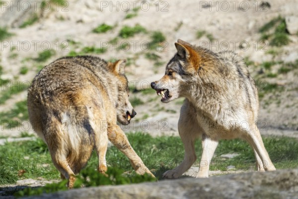 Eastern wolves (Canis lupus lycaon) arguing with each other, Bavaria, Germany