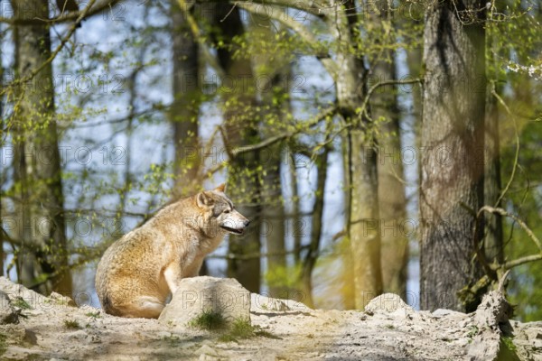 Eastern wolf (Canis lupus lycaon) sitting on a little hill, Bavaria, Germany
