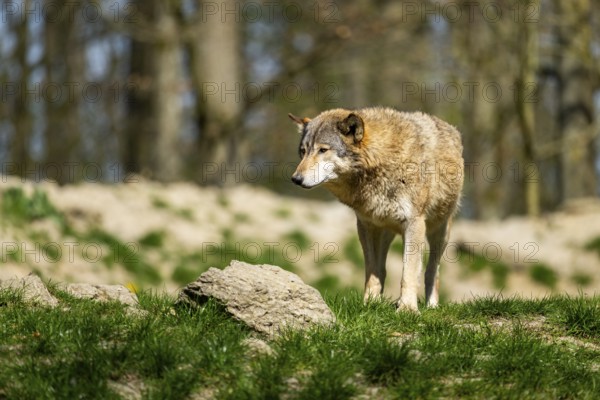 Eastern wolf (Canis lupus lycaon) standing on a meadow, Bavaria, Germany