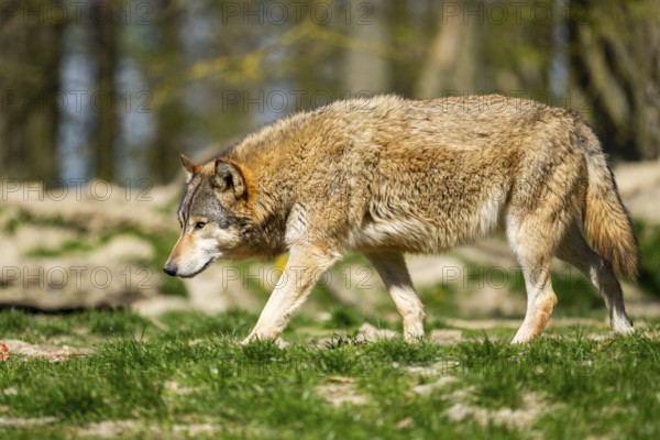 Eastern wolf (Canis lupus lycaon) walking on a meadow, Bavaria, Germany