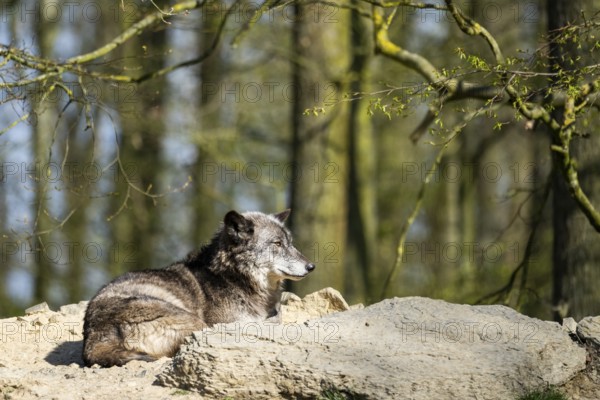 Eastern wolf (Canis lupus lycaon) lying on a little hill, Bavaria, Germany