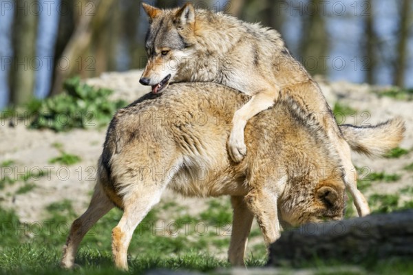 Eastern wolves (Canis lupus lycaon) arguing with each other, Bavaria, Germany