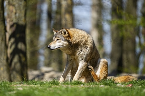 Eastern wolf (Canis lupus lycaon) sitting on a meadow, Bavaria, Germany