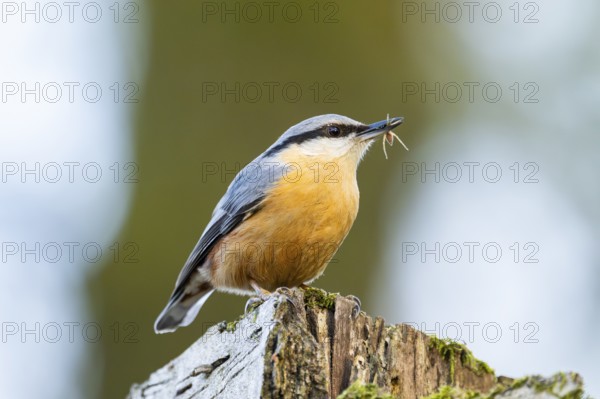 Eurasian nuthatch (Sitta europaea) sitting on a wood, Bavaria, Gernany