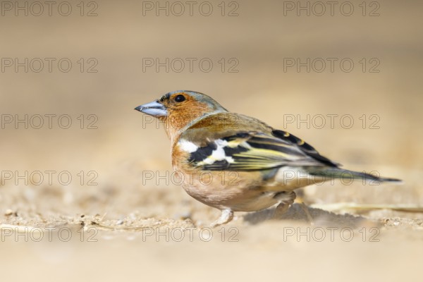 Eurasian chaffinch (Fringilla coelebs) male sitting on the ground, Bavaria, Germany