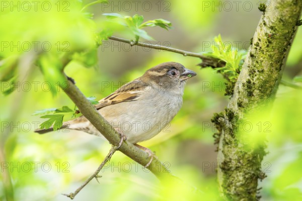 House sparrow (Passer domesticus) sitting on a little branch, Bavaria, Germany