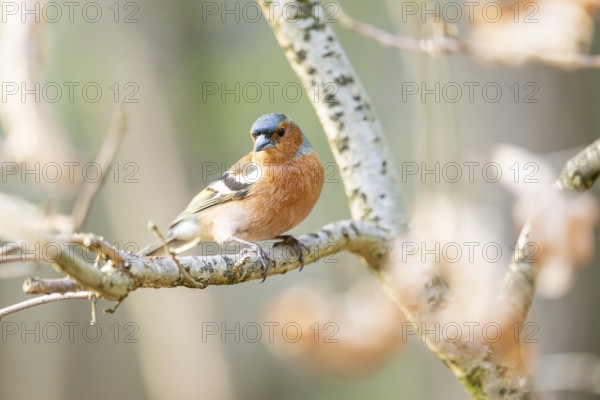 Eurasian chaffinch (Fringilla coelebs) male sitting on a branch, Bavaria, Germany
