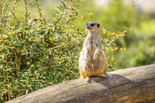 Meerkat (Suricata suricatta) standing sweet and curious on a tree trunk in the desert, captive, Germany