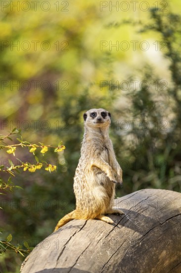 Meerkat (Suricata suricatta) standing sweet and curious on a tree trunk in the desert, captive, Germany