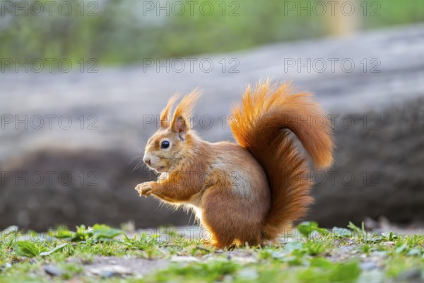 Red squirrel (Sciurus vulgaris) sitting on the ground in a forest, Bavaria, Gernany