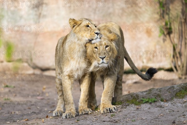 Two asiatic lions (Panthera leo persica) walking on the ground, Germany