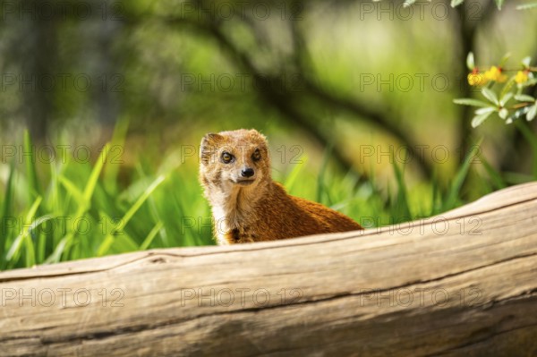 Close-up of a yellow mongoose (Cynictis penicillata) in spring, Germany