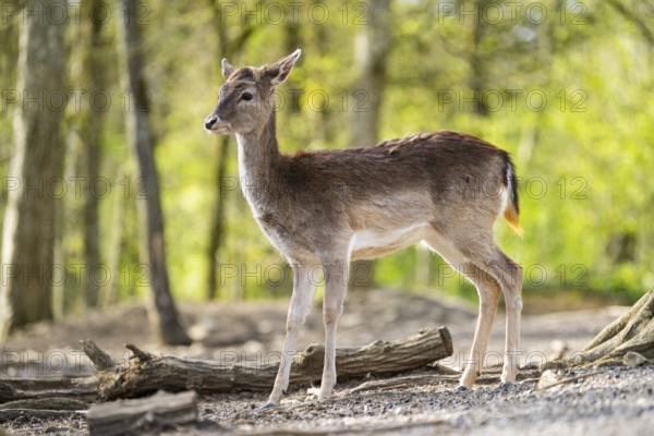 European fallow deer (Dama dama) doe in a forest, Bavaria, Germany