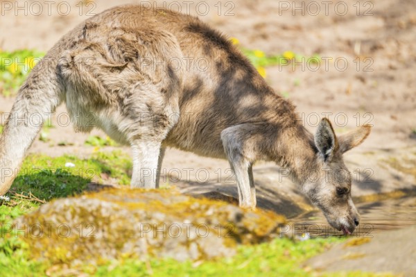 Eastern grey kangaroo (Macropus giganteus) drinking, captive, Germany