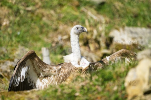Eurasian griffon vulture (Gyps fulvus) standing on the ground, Bavaria, Germany